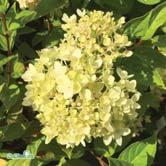 TRÄD OCH BUSKAR HYDRANGEA - - LITTLE LIME ('Jane'*) vipphortensia Zon 1-3- Höjd 1 m, bredd 1 m. Samma limetonade blomma som 'Limelight' men kompaktare växt.