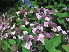 Blomställningarna är flata eller halvklotformade och vanligen något mindre än hos H. macrophylla. Vintertäckning rekommenderas för riklig blomning. - - 'Bluebird' purpurhortensia Zon 1-3.