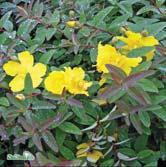 Busk C2 - 'Hidcote' vinterhypericum Zon 1-3. Höjd ca 1 m, bredd ca 1 m. c/c 0,8-1 m. Buske med delvis vintergröna blad. Mörkgula, stora blommor i julioktober. Vintertäckning rekommenderas.
