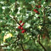 TRÄD OCH BUSKAR ILEX - JUGLANS - x meserveae 'Blue Angel' blå järnek Zon 1-4. Höjd 1-2 m, bredd 1-1,5 m. Honklon som ger rikligt med röda bär. Buske med kompakt växtsätt och mörkt blågröna blad.