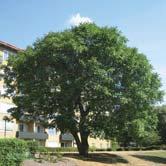 JUGLANS - KOLKWITZIA TRÄD OCH BUSKAR - regia valnöt Zon 1(-2). Höjd 12-15 m, bredd 12-15 m. Den äkta valnöten har ljusgrå stambark, i början slät men sedan finsprickig.