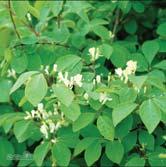 Marktäckare som tål salt. Sol-skugga. Undervegetation, häck. LYCIUM - barbarum bocktörne, gojibär Zon 1-4. Höjd 1,5-2 m. Lila blommor i juni-juli. Skjuter rotskott. Tål salthaltiga jordar och torka.