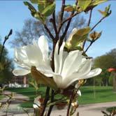 MAGNOLIA TRÄD OCH BUSKAR - - 'Merrill' hybridmagnolia Zon 1-3. Höjd 5-7 m, bredd 4-5 m. Större buske eller mindre träd.