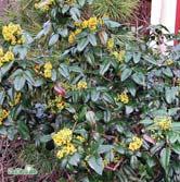 Unga blad har bronsfärgad ton, äldre är blågröna. Busk 30-40 C Busk 40-50 C MALUS Träd och buskar med underbar försommarblomning följd av vacker fruktsättning.