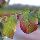 Blomman är i knopp ljusrosa för att som utslagen bli helt vit. Frukterna som är ca 1 cm i diameter är orangegula. I södra Sverige sitter de kvar friska på träden långt in på vintern.