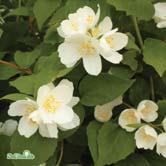 PHILADELPHUS TRÄD OCH BUSKAR - - 'Ängen' doftschersmin Zon 1-5. Höjd 2-3 m, bredd 2-3 m. Upprättväxande buske med vita, enkla, starkt väldoftande blommor i juni-juli.