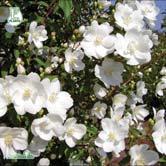 Under blomningen översållas den av lätt doftande blommor. Knopparna är mjukt rundade, blommorna är 5 cm vida, vita och med breda kronblad.