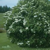 Anspråkslös, vindtålig buske med vita blommor i juni. Frukterna är luftfyllda kapslar. Guldgul höstfärg. Sol-halvskugga. - - AMBER JUBILEE ('Jefam'*) smällspirea Zon 1-7.