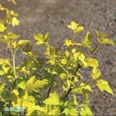 Höjd 1,2-1,5 m, bredd 1,5 m. En smällspirea med lysande gult bladverk. Tonen går från varmt gul på våren till lime på sommaren, och sedan varmare igen på hösten. Vita blommor i juni.