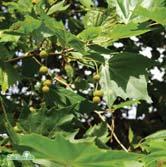 TRÄD OCH BUSKAR PLATANUS - POPULUS PLATANUS - hispanica platan Zon 1-2. Höjd 20-25 m, bredd 15-25 m. Träd med bred pyramidal krona. Blad tre-femflikiga, livligt gröna. Barken flagnar av fläckvis.