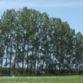 POPULUS TRÄD OCH BUSKAR - x canadensis 'Robusta' goliatpoppel Zon 1-4. Höjd 20-25 m, bredd 10-15 m. Goliatpoppel har en stark tendens till genomgående stam.