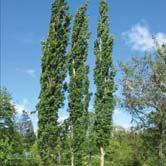 TRÄD OCH BUSKAR POPULUS - POTENTILLA - - 'Erecta' pelarasp Zon 1-6. Höjd 15-20 m, bredd 1-1,5 m. Pelaraspen är ett av våra mest smalkroniga träd. Blad som hos vanlig asp.