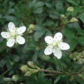 POTENTILLA - PRUNUS TRÄD OCH BUSKAR - tridentata 'Nukk' tretandsfingerört Zon 1-7. Höjd 0,1-0,2 m. Vintergrön, mattbildande buske med stjärnformiga vita blommor i maj-juni.