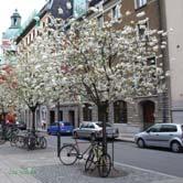 PRUNUS TRÄD OCH BUSKAR - x gondouinii 'Schnee' hybridkörsbär Zon 1-4. Höjd 4-5 m, bredd 4-5 m. Träd med först konisk krona som blir allt rundare.