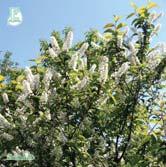 Buske med sirliga överhängande grenar. Vita upprättväxande klasar och vacker höstfärg. Fk GÖTEBORG har särskilt rik blomning och fruktsättning. Frisk.
