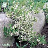 TRÄD OCH BUSKAR PRUNUS - pumila var. depressa E sandkörsbär Zon 1-5. Höjd ca 0,25 m, bredd 2 m. Marktäckande buske med blanka mörkgröna blad. Slånlika blommor på våren. Mycket fin röd höstfärg.