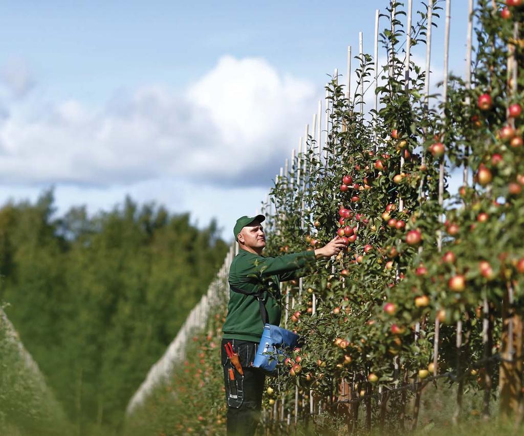 Lusten bär frukt hos Sedan några år driver Billbäcks Plantskola även en äppelodling.