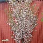 TRÄD OCH BUSKAR PRUNUS - 'Spire' prydnadskörsbär Zon 1-3. Höjd 5-6 m, bredd 2,5-3 m. Litet träd med smal, vasformad krona. Överdådig blomning på bar kvist. De enkla blommorna är vita eller svagt rosa.