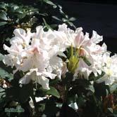 30-40 C 40-50 C 50-60 C 60-70 C 70-80 C Caucasium-Gruppen - - 'Cunningham's White' parkrododendron Zon 1-4.