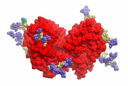 INNOVATION Innovativa teknologier Sobi har utvecklat två patenterade teknologier som förlänger verkningstiden av biologiska läkemedel.