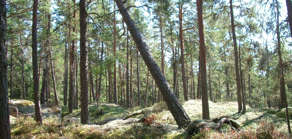 CYKLA I I2-SKOGEN Cyelturen I2-skogen är en tur som går från Karlstads centrum ut till det fantastiska strövområdet I2-skogen.