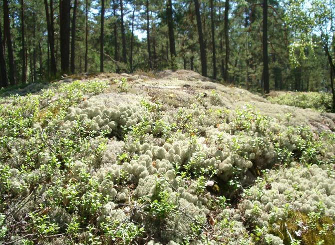 under betessäsongen. bergbranter och ängar. Informationstavlor som berättar mer om naturen finns utsatta längs stigen. 6.