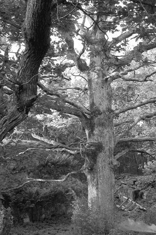 Skogen ur olika perspektiv - en tvärvetenskaplig studie Skogens öppenhet och dess påverkan på artrikedomen av lavar Olika synsätt på