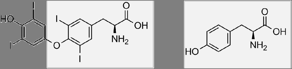 3. a) De funktionella grupperna i tyroxinmolekylen är: karboxylgrupp, aminogrupp, jod, etergrupp, fenolisk hydroxylgrupp eller aromatisk ring och hydroxylgrupp 1/3 p.) (1/3 p. + 1/3 p.
