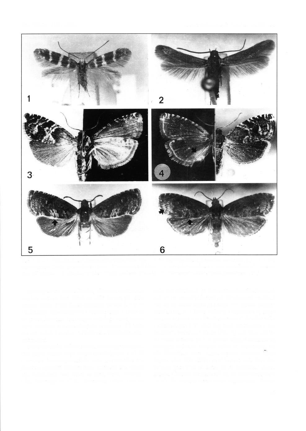 Ent. Tidskr. ll5 (1994) A nmrir kni ngsveirda fy nd av s mdfj cir i lar Fig. I -6. - 1. Trtidgdrdsmal Argyresthia tifasciata Stgr. - 2. Trampdrtgallmal Augasma aeratella (2.). - 3.