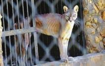 8 FREDAG 02 MARS 2018 Nyheter Utrikes Notiser Vittnesmål om magra djur sprids på nätet. FOTO: TWITTER Zoodjur svälter i Venezuela VENEZUELA.