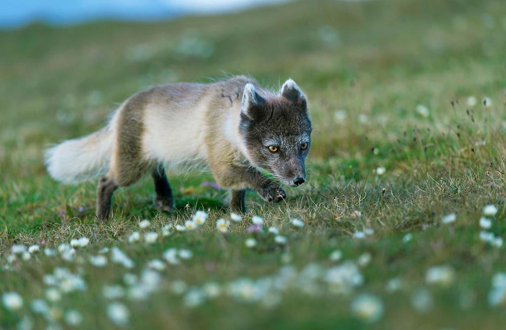 24 25 Att resa till Svalbard En guide i samarbete med Wildnaturefotoresor.se Bästa färdvägen Flyget går via Oslo till Longyearbyn som är»huvudstaden«på Svalbard.