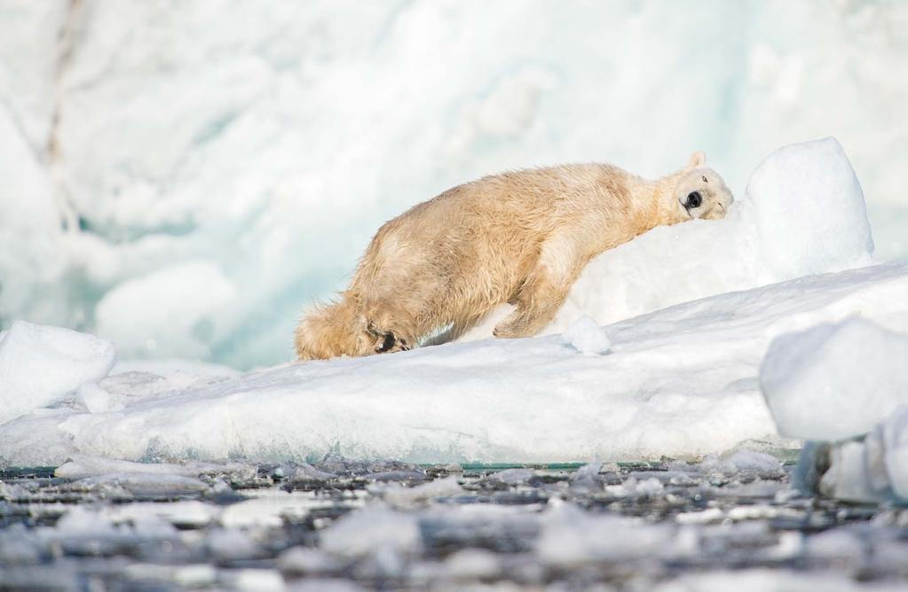 28 29 Tips inför din fotoresa Säkerhet är ett måste Överallt under hela året kan man på Svalbard möta en isbjörn. Till och med inne i Longyearbyn.