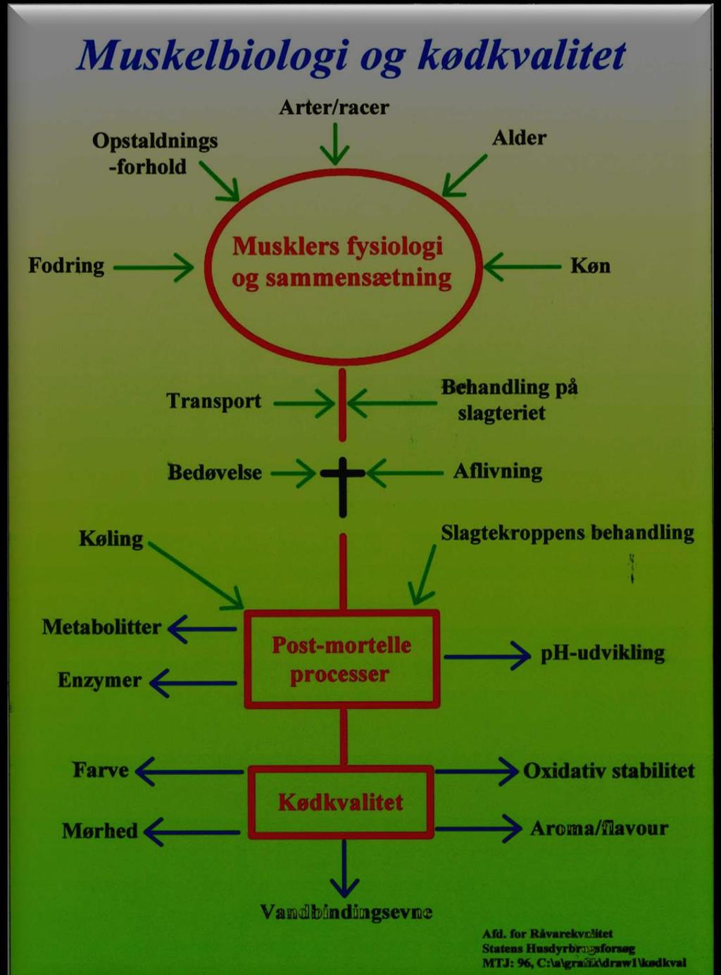 Muskelbiologi & Köttkvalitet Produktions och processteknologiska parametrar Viktiga för köttkvalitetsegenskaper Utfodring Uppstallnings -förhållanden Transport Art/Ras Muskelns fysiologi &