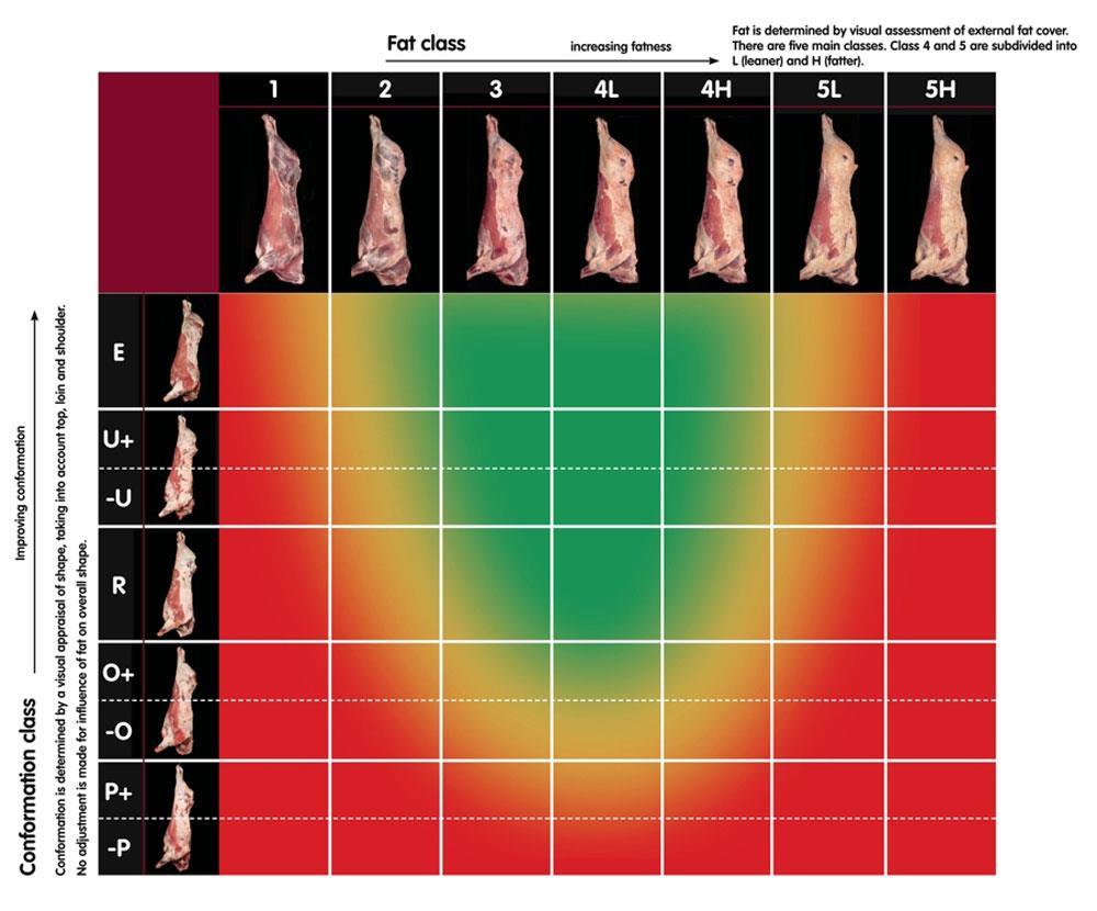 Slaktkroppsklassificering EUROP-skalan Visuell bedömning av konformation och fettklass, vilka kombineras för att bilda en kategorisk beskrivning av slaktkroppen.