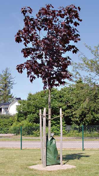KYRKOGÅRDENS TRÄDVÅRD ARBETSLEDARUTBILDNING, STEG I FRÅN PLANERING TILL BESKÄRNING TRÄDETABLERING ARBETSLEDARUTBILDNING, OCH UPPBYGGNADSBESKÄRNING STEG I VÅRDA I TID TRÄD PÅ KYRKOGÅRDAR är en viktig