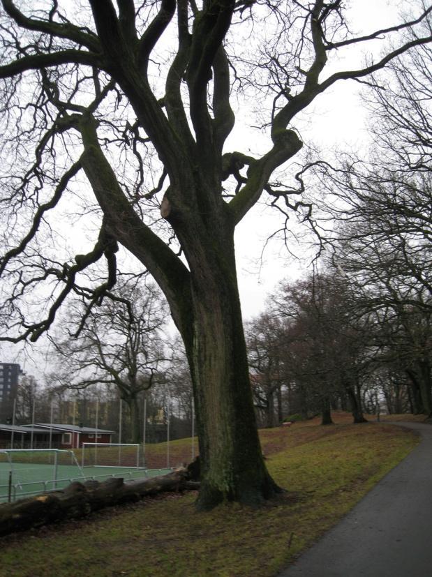 antal småplantor och enstaka träd av den fridlysta idegranen har också noterats. Även på Bratteråsberget finns ett flertal äldre ekar.