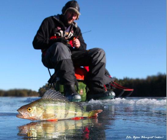 Stort intresse för sportfiske I Sverige är vi 2 miljoner som sportfiskar någon gång årligen.