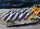 Fakta: Luleå fiskevårdsområde Ett av Sveriges bästa fiskevatten Samtliga tävlingar som genomförs i