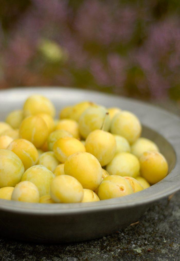 Marmelad av plommon och ingefära 750 g gula plommon Ordförande ger lite information. ½ dl vatten Hej igen på er alla trädgårdsvänner.