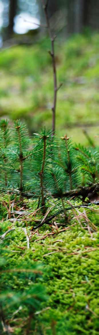 För miljön För framtiden Skogen är jordens lungor. enom att använda den väl kan vi skapa en hållbar miljö.