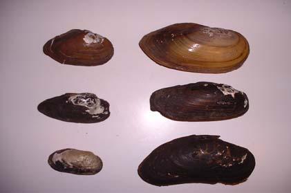 Flodpärlmusslan finns kvar på tio av de elva lokaler där musslor hittades 1984.