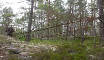 Det enda man hittar är kådövervallade angrepp av märgborrehonor (Tomicus piniperda eller T. minor). I undantagsfall kan vissa delar av trädet vara dött och angreppen kan ha påbörjats.