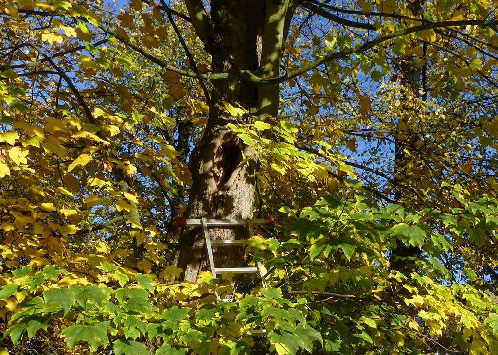 Figur 5. Hålträdklokrypare (Anthrenochernes stellae) krypande i mulm från en ihålig tysklönn i Stadsparken 27/10 2016. Figur 6.