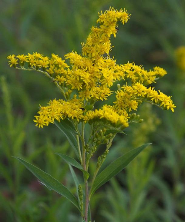 blomställningen Bladundersida kal,