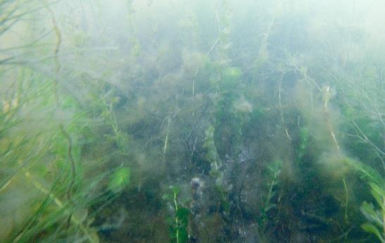 Här fanns en hög täckningsgrad av vegetation som bestod av borstnate och ålnate (6, 8, 9, 31), axslinga (6, 31), hornsärv (6, 8), hårsärv och sträfsen (2, 8) och enstaka sudare (6, 8,9).