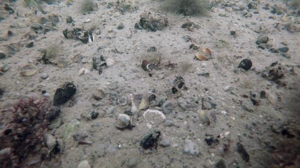Figur 3. Vänster: Bilden på videopunkt 13 visar enskilda kilrödblad och fintrådiga alger. Höger: Bilden på videopunkt 17 visar ålnate och fintrådiga alger.