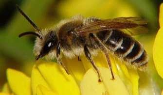 Kort presentation av gaddsteklar Nationellt hotade arter Väpplingsandbi Andrena gelriae EN Figur 13. Hane av väpplingsandbi (Foto: L. Anders Nilsson).