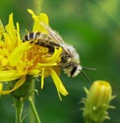 pollenborstar på bakbenen (byxor) som ofta ses häpnadsväckande stinna av gult pollen.