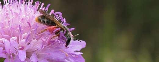 Nätblodbi Sphecodes reticulatus NT Artfakta: Ett 7-9 mm stort blodbi, med helsvart och mycket glest behårad mellankropp. Bakkroppens främre del är röd medan den bakre delen är svart.