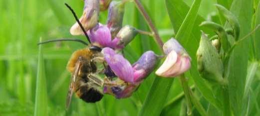 Ytterligare några miljövårdsintressanta arter Långhornsbi Eucera longicornis Figur 30. Hane av långhornsbi söker nektar i gökärt.